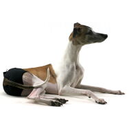 Majtki dla charta fioletowy melanż - 2